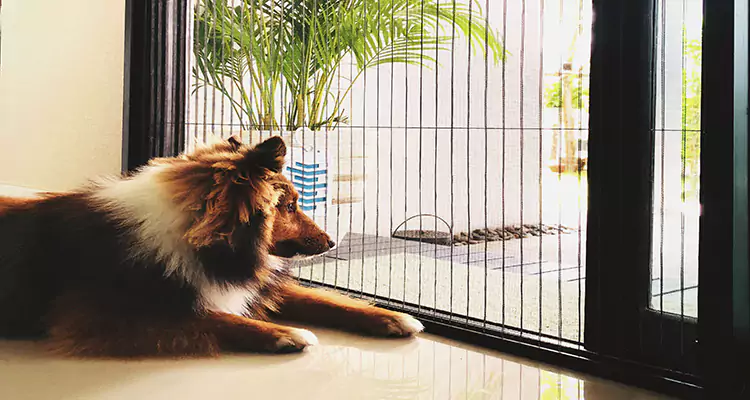 Sliding Screen Pet Door Repair in Ojus, FL